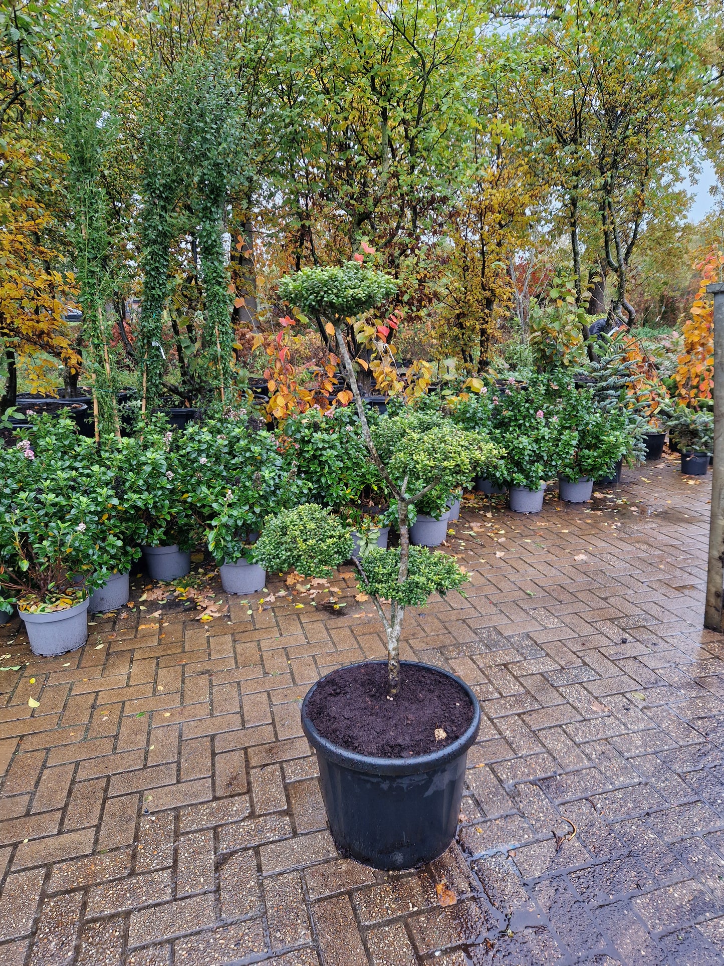 Ilex Crenata bonsai Japanse hulst vormboom