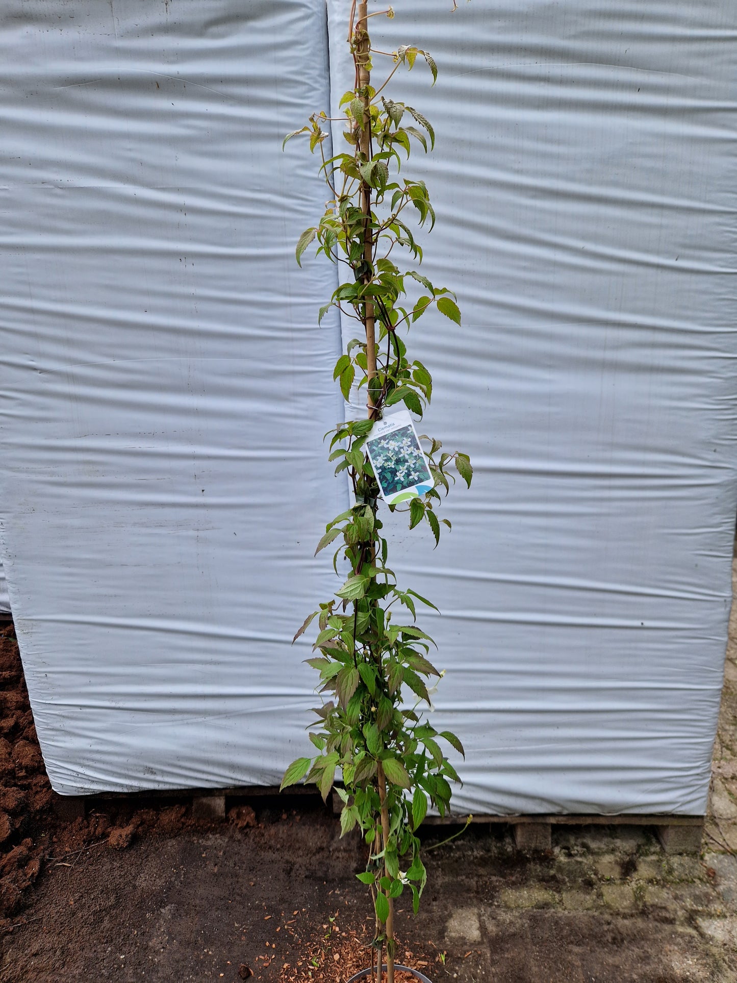 Clematis mont. wilsonnii 160-180cm klimplant