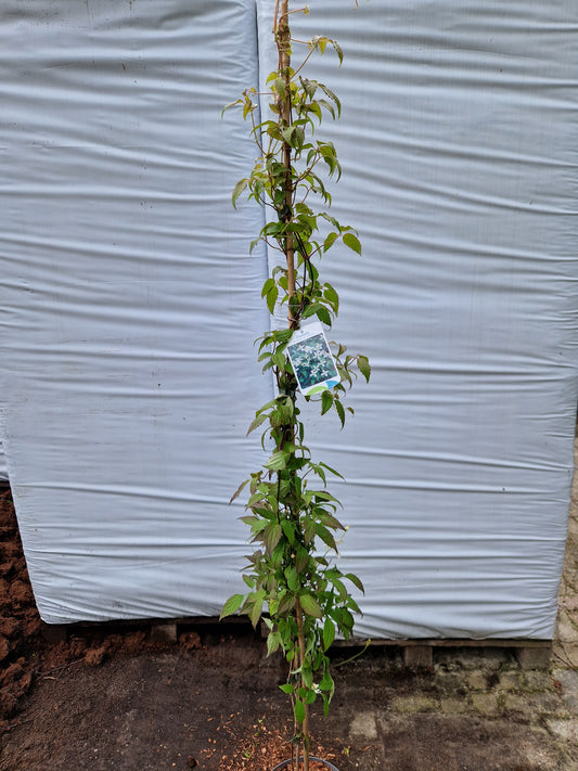 Clematis mont. wilsonnii 160-180cm klimplant