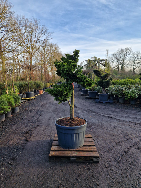 Dwergcypres Chamaecyparis obtusa Nana Gracilis op stam bonsai vorm