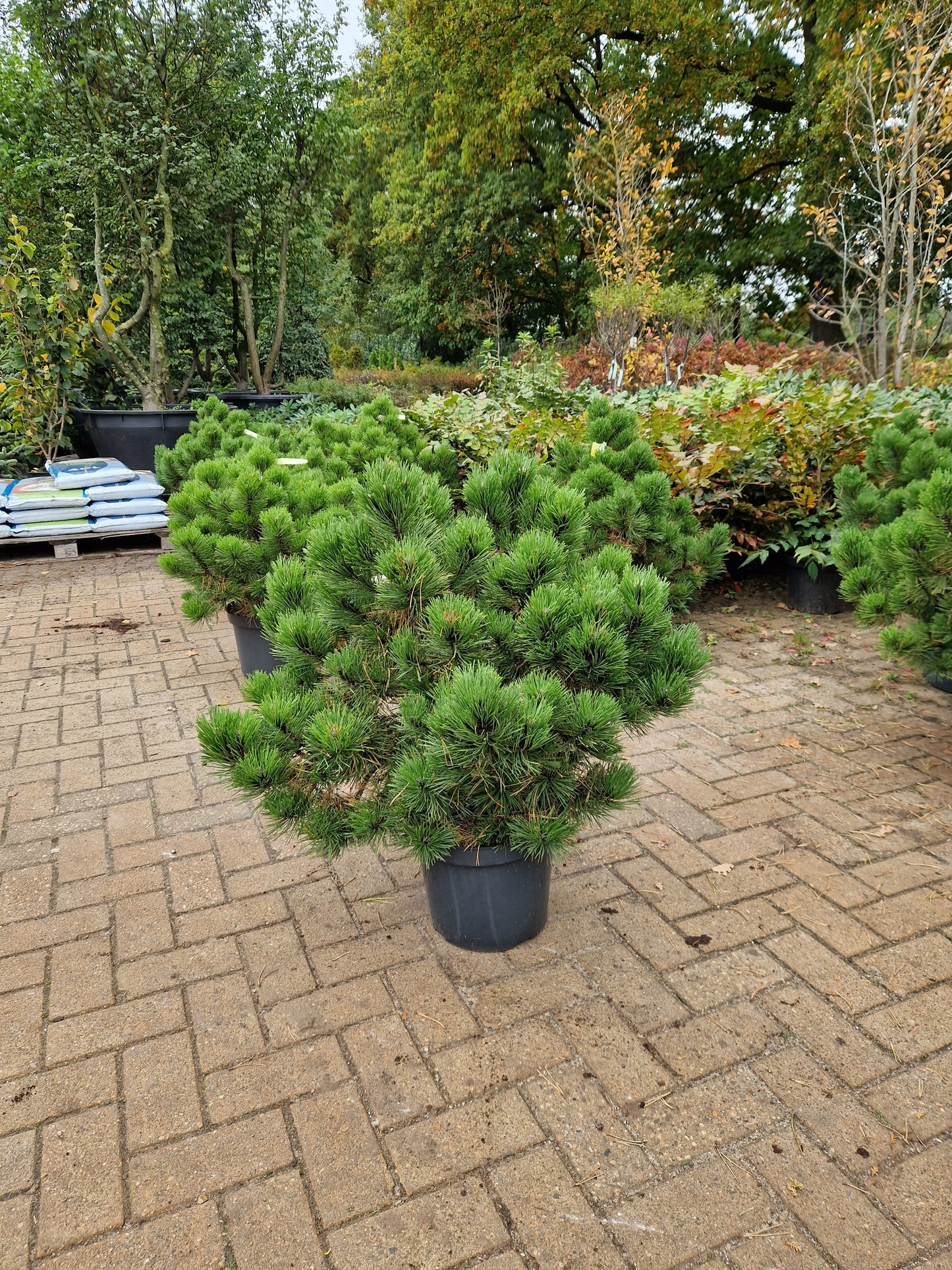 Pinus nigra Hornibrookiana 50-60cm