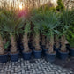 Grote winterharde palm: Trachycarpus Fortunei 160-180cm