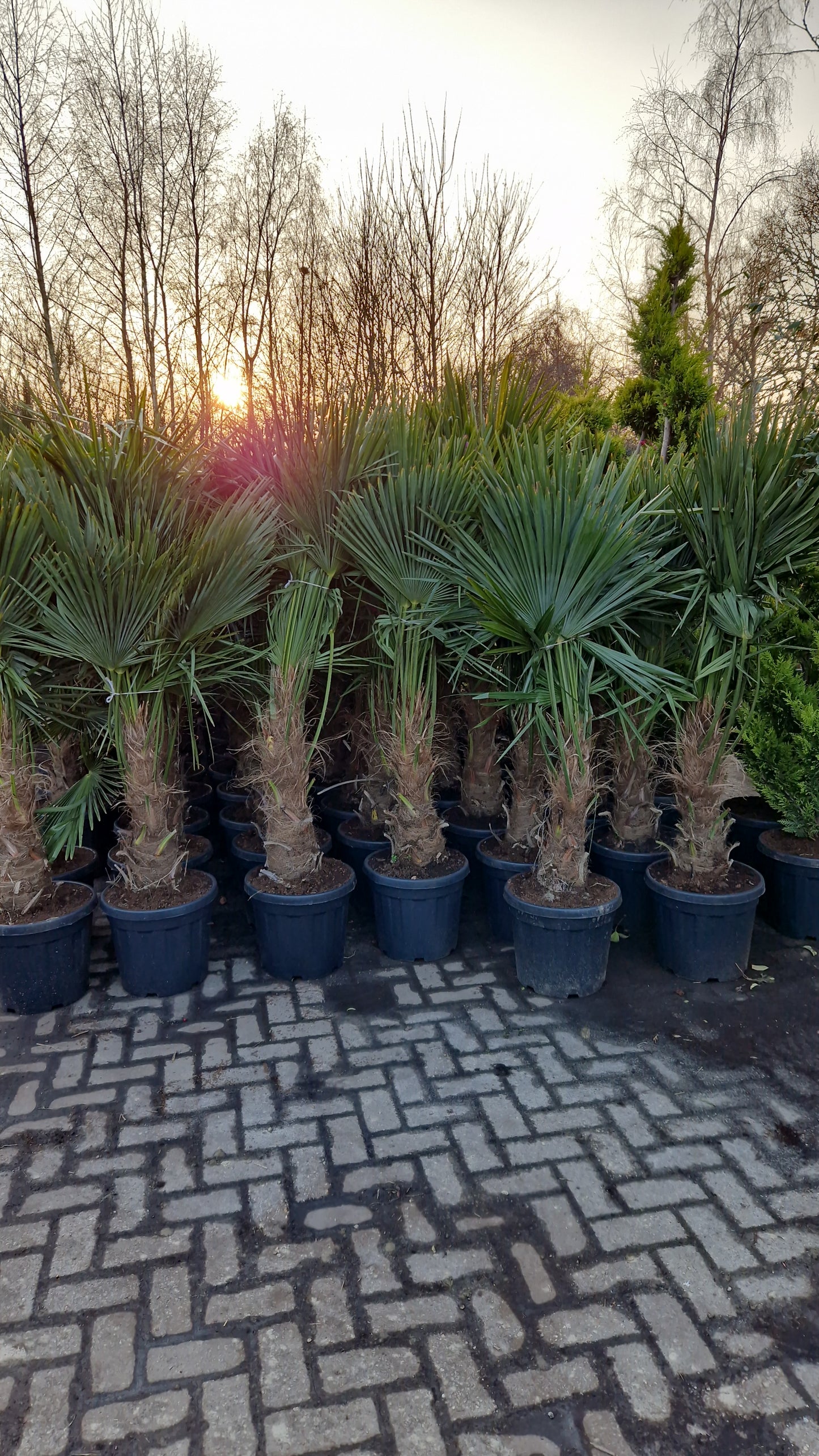 Grote winterharde palm: Trachycarpus Fortunei 160-180cm