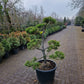 Pinus sylvestris Bonsai 1.6