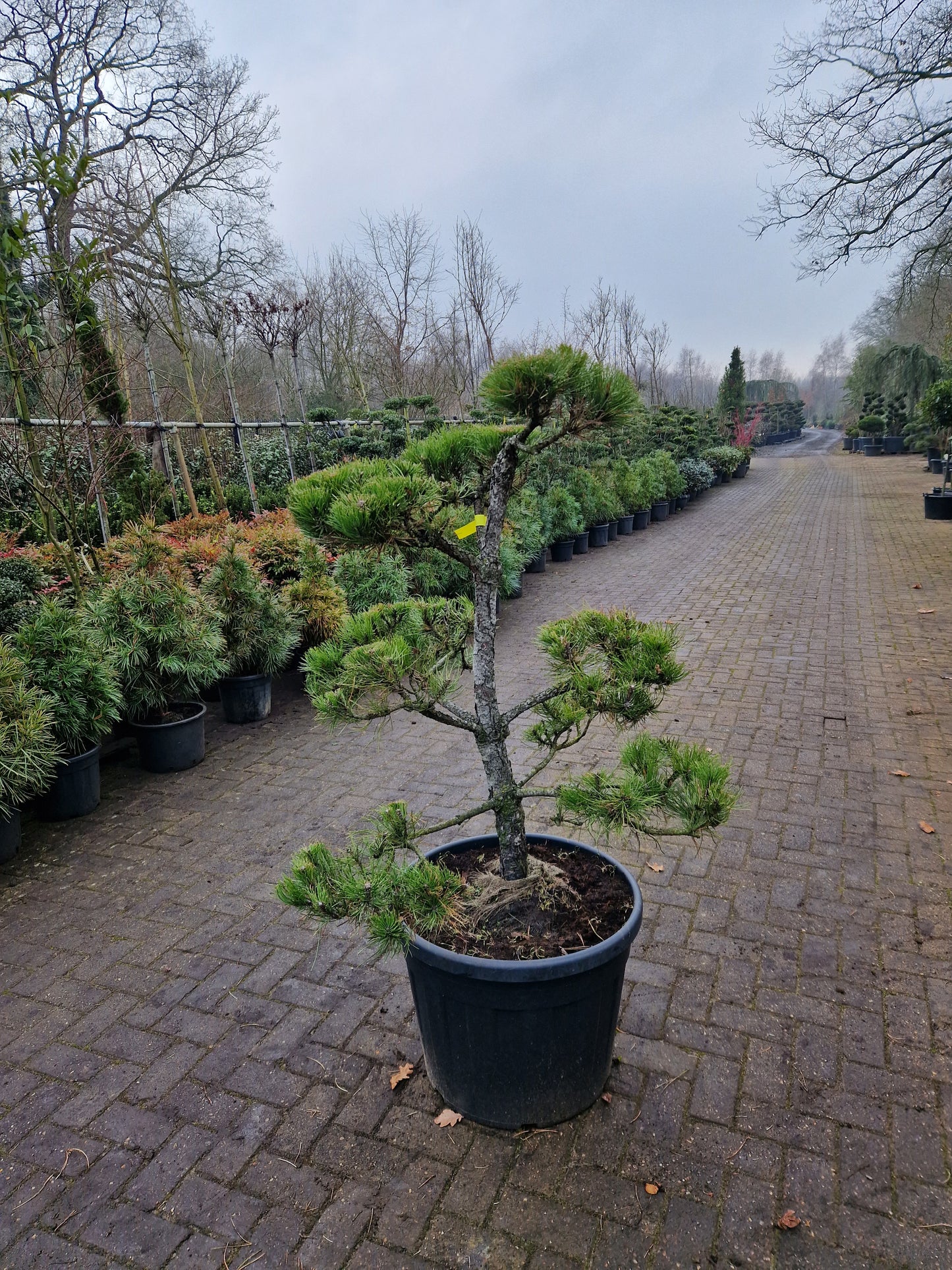 Pinus sylvestris Bonsai 1.6
