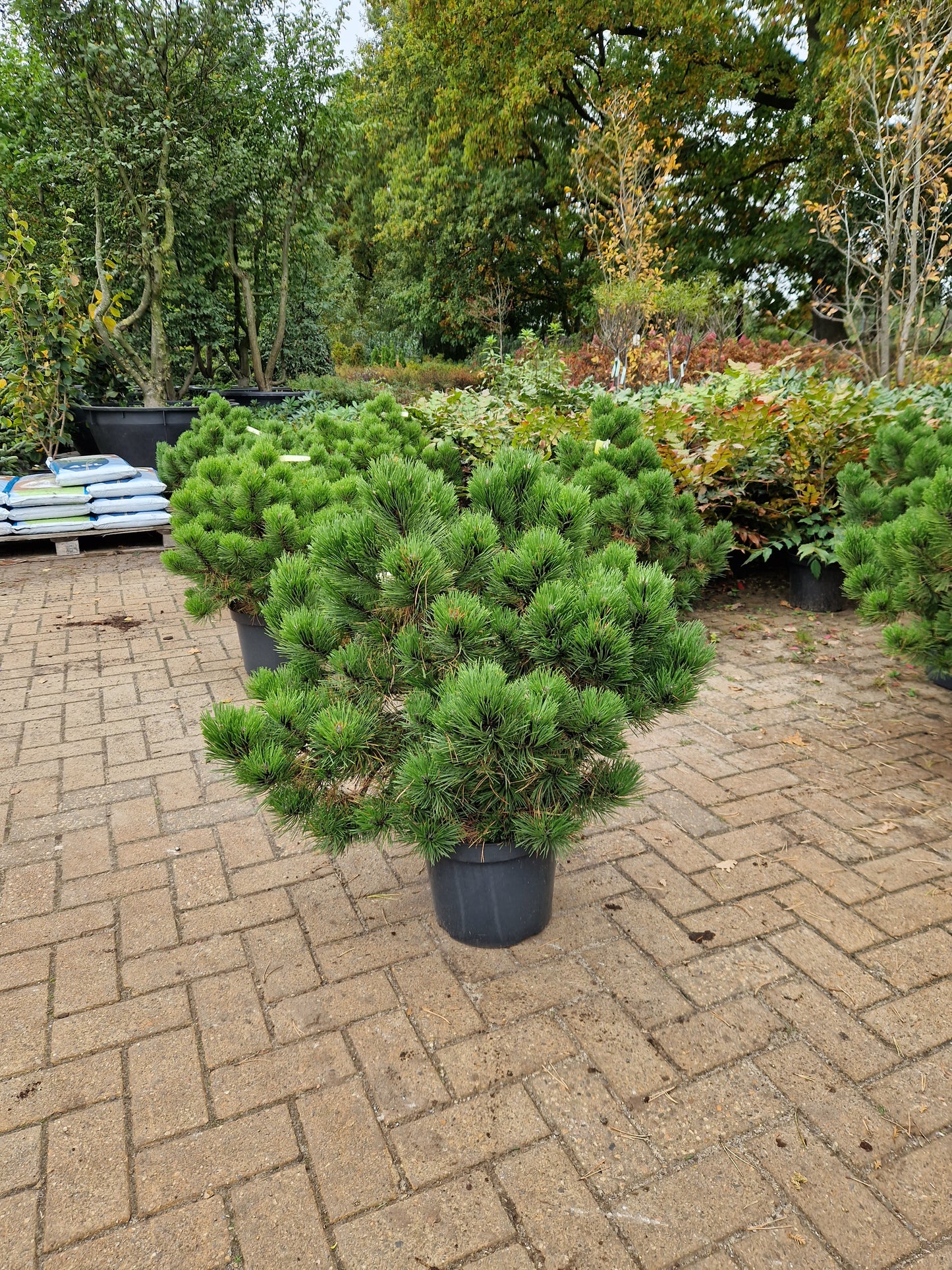 Pinus nigra Hornibrookiana 50-60cm
