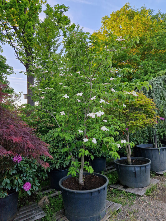 Cornus kousa Stellar pink kornoelje