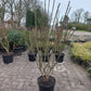 Euonymus alatus Compactus Kardinaalsmuts 80/100