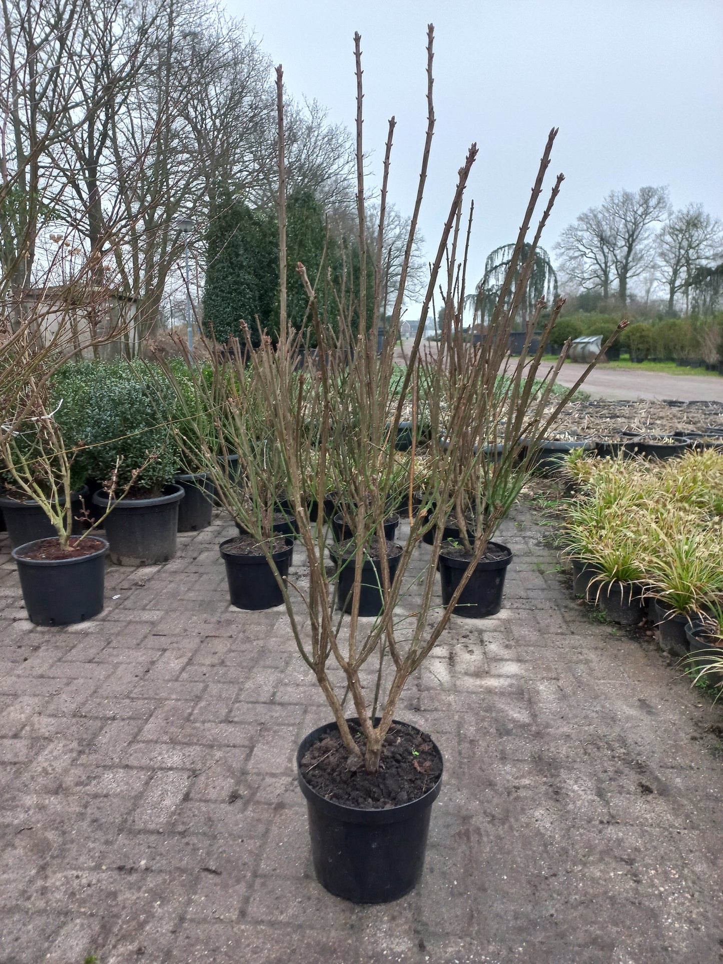 Euonymus alatus Compactus Kardinaalsmuts 80/100