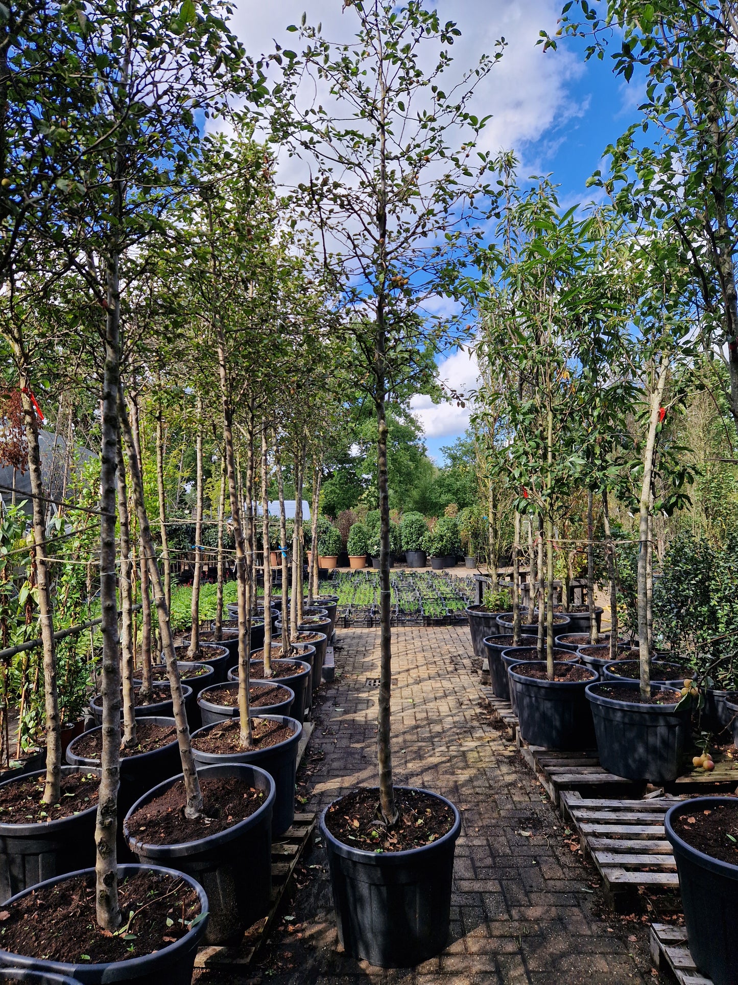 Malus evereste Sierappel Hoogstam