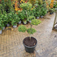 Ilex Crenata bonsai Japanse hulst vormboom