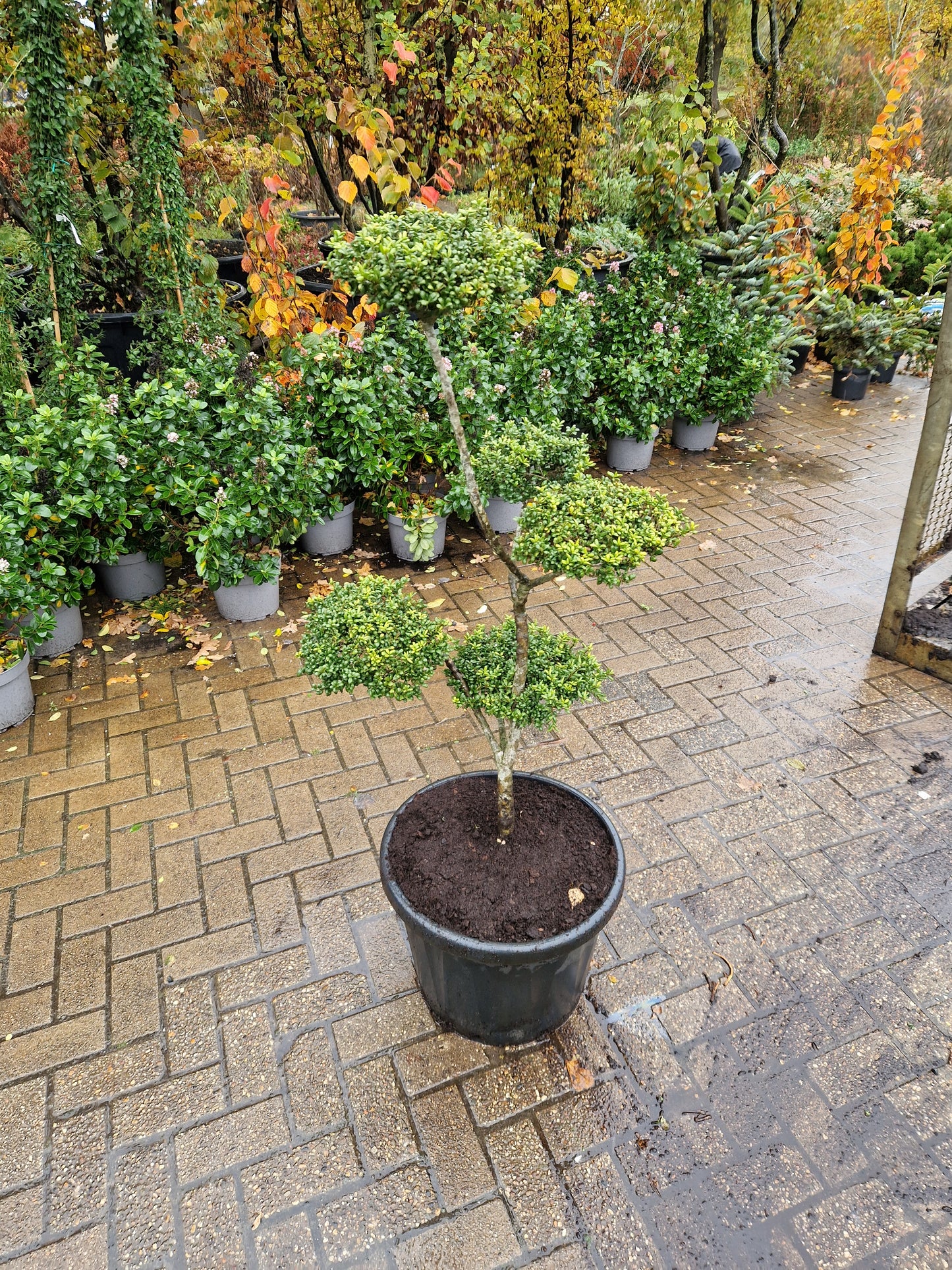 Ilex Crenata bonsai Japanse hulst vormboom