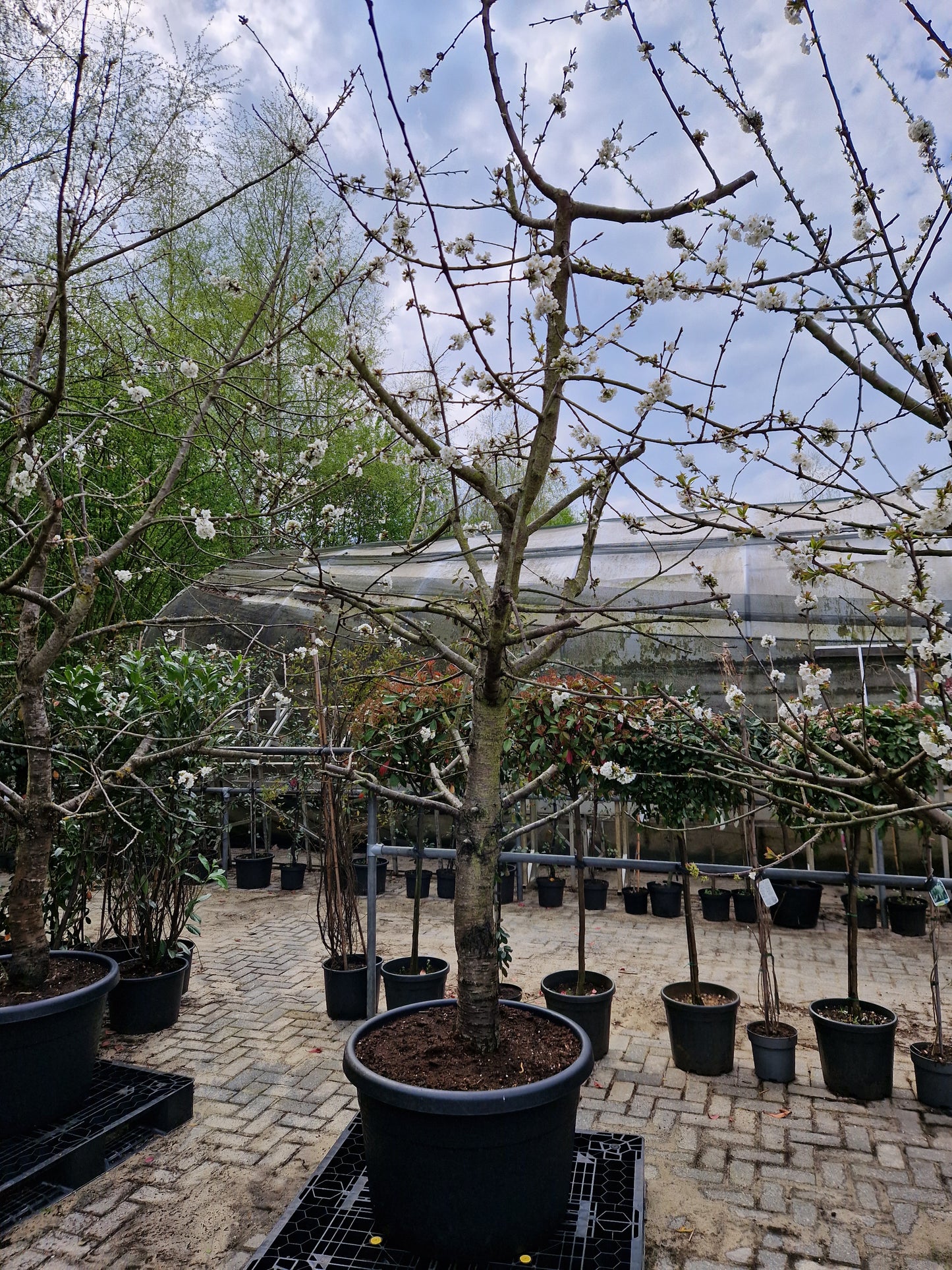 Oude kersenboom Kordia