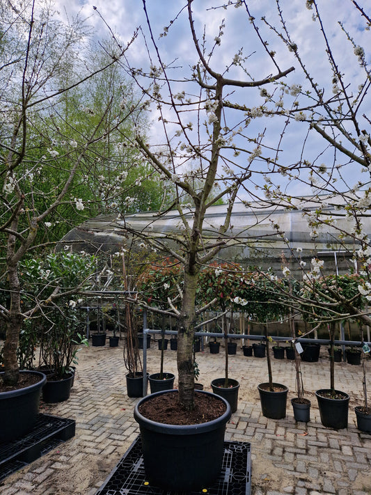 Oude kersenboom Kordia