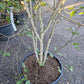Betula utilis Doorenbos meerstammig