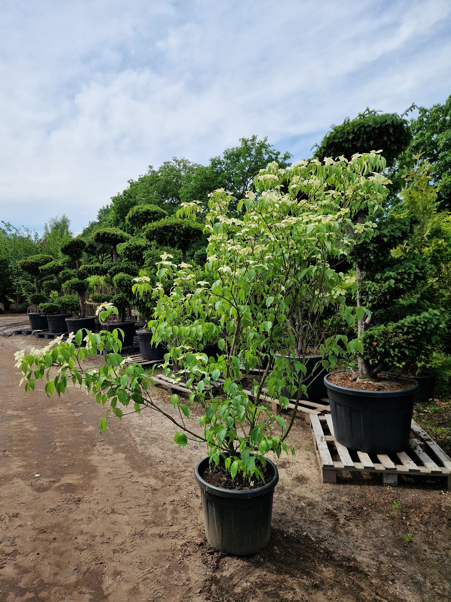 Cornus kousa Chinensis kornoelje