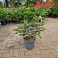 Picea bicolor Japanse spar 50-60cm