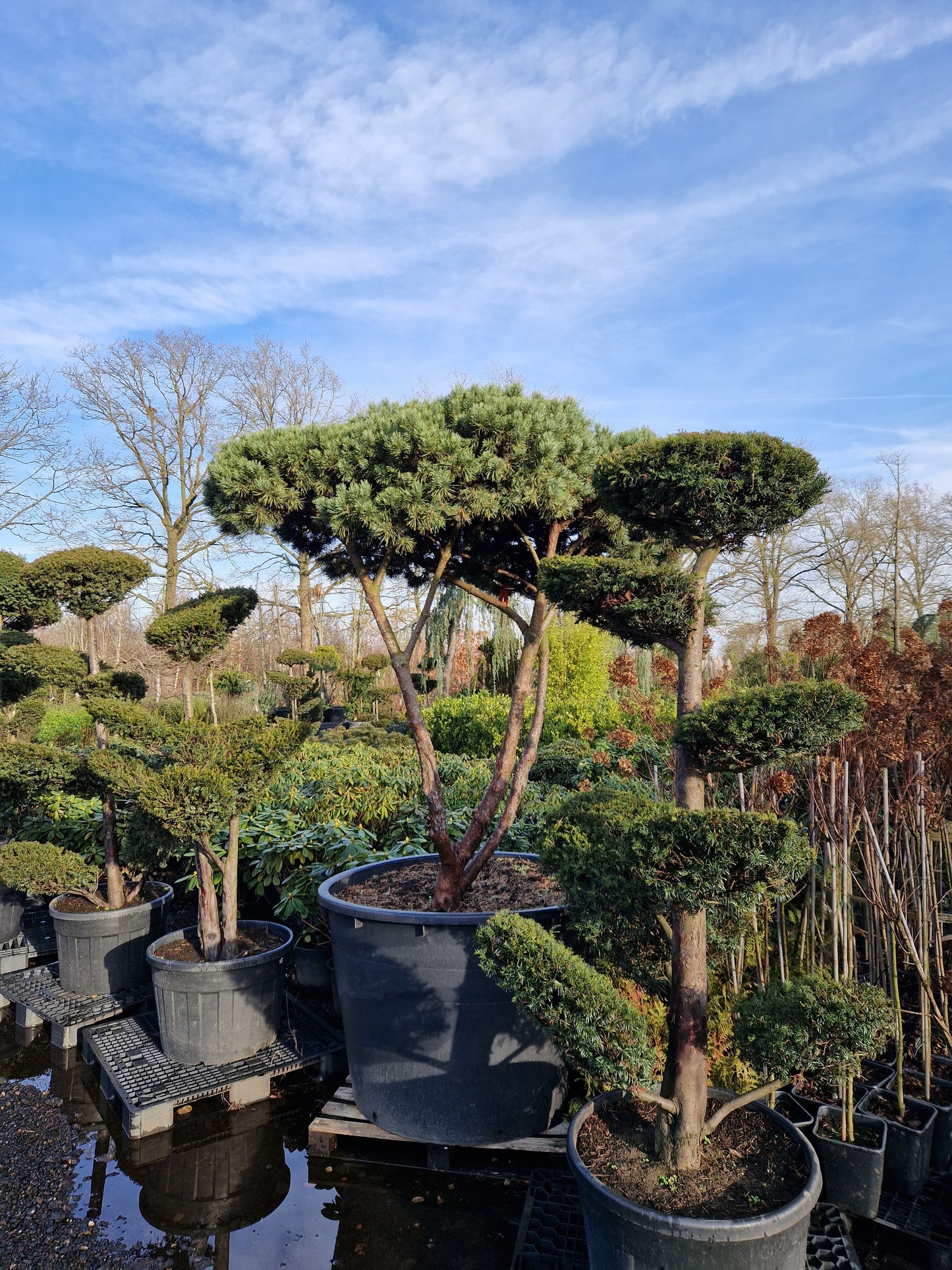Pinus sylvestris Watereri scherm paraplu