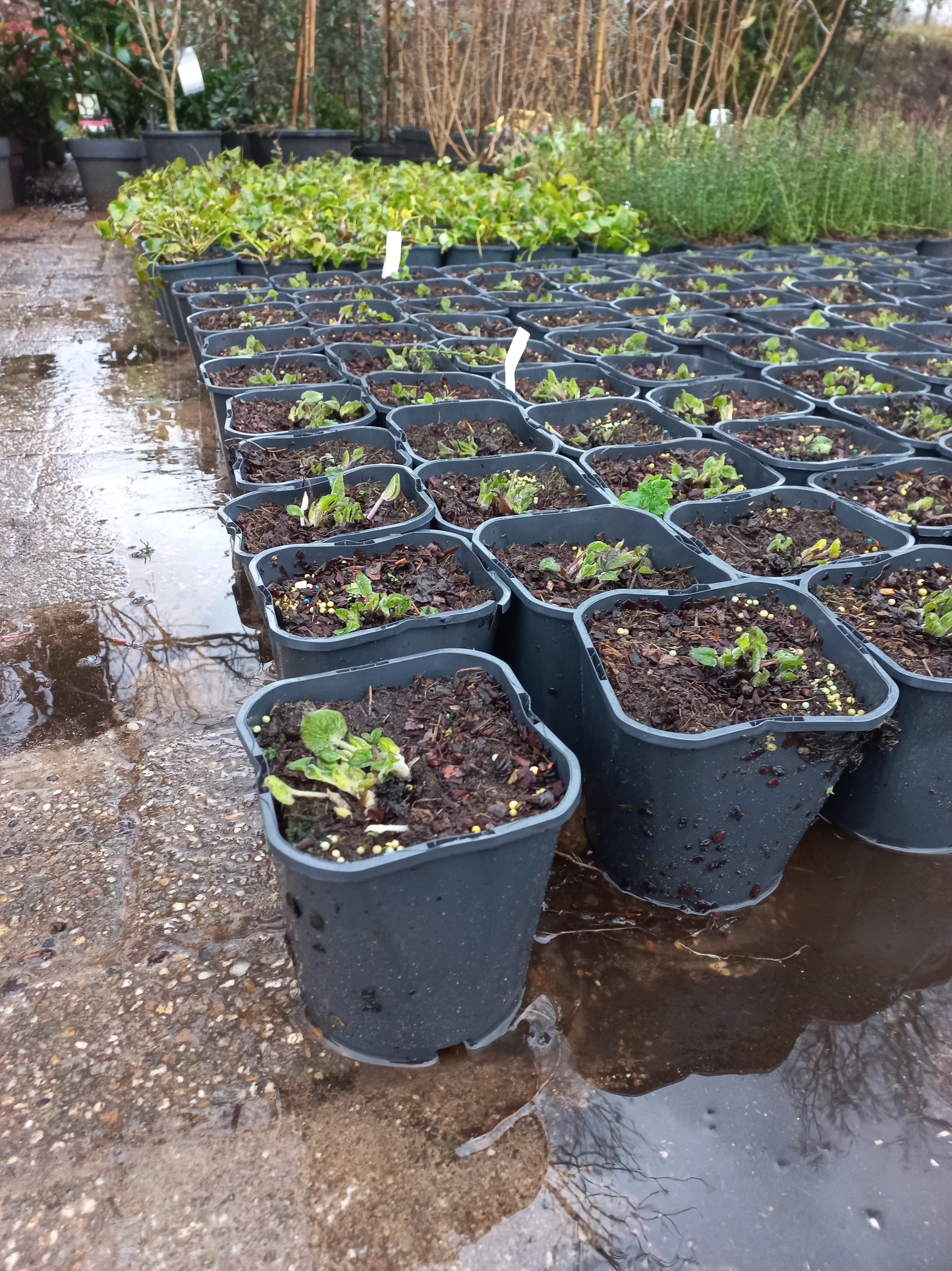 Brunnera macrophylla Jack Frost 2liter