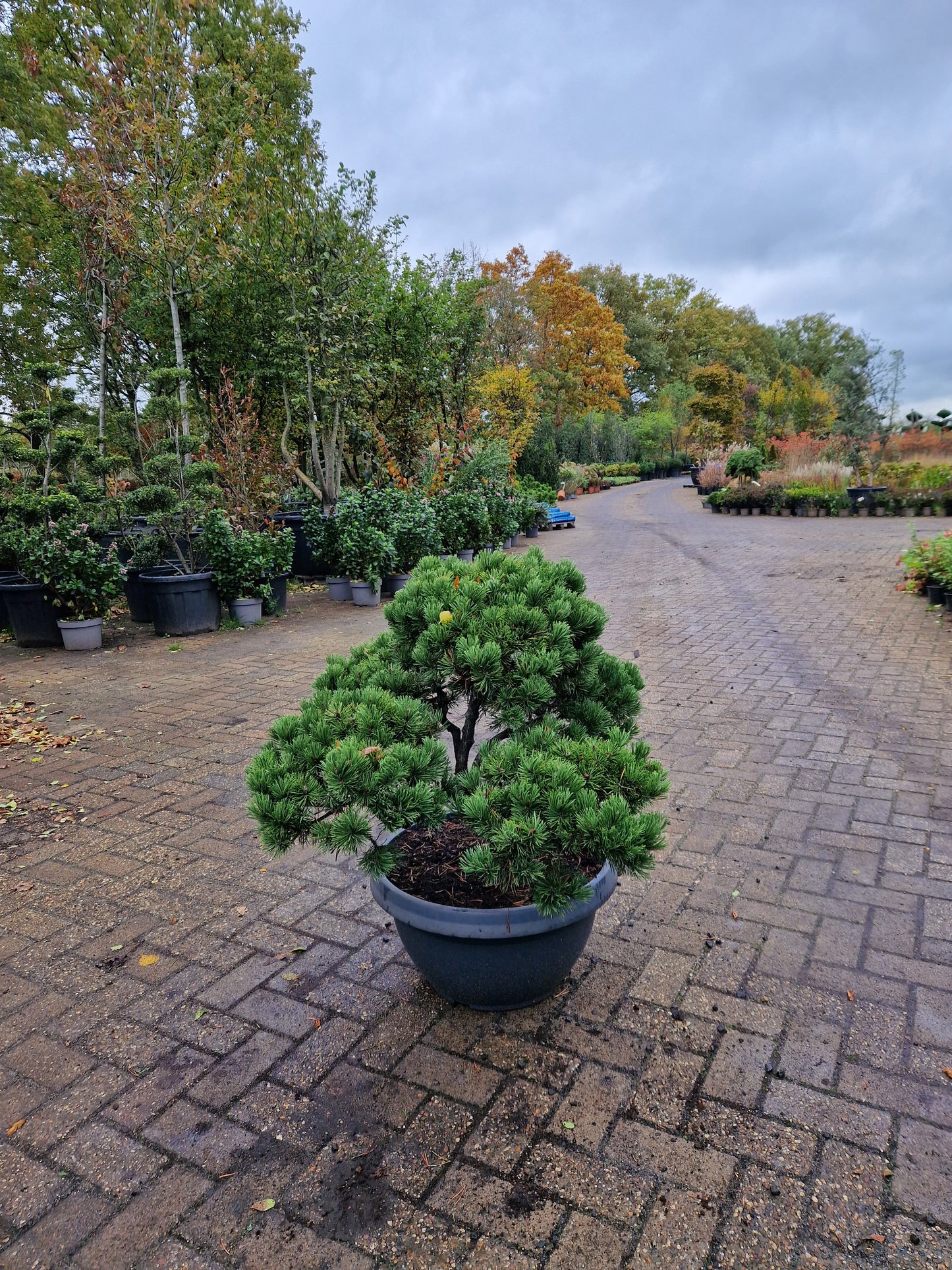 Pinus sylvestris Watereri Bonsai