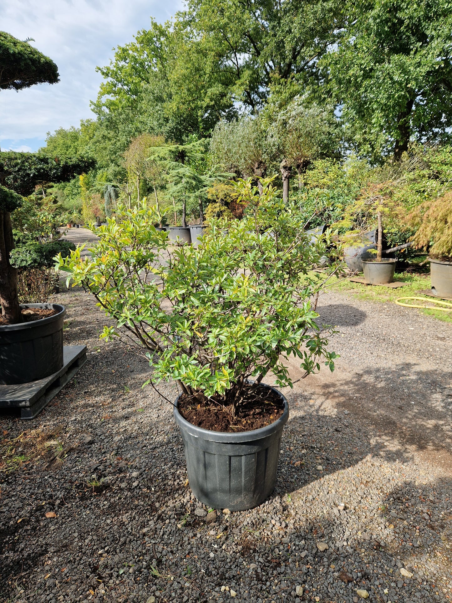 Azalea hybride Cecile XXL roze