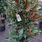 Magnolia Grandiflora Galissonniere 175-200cm