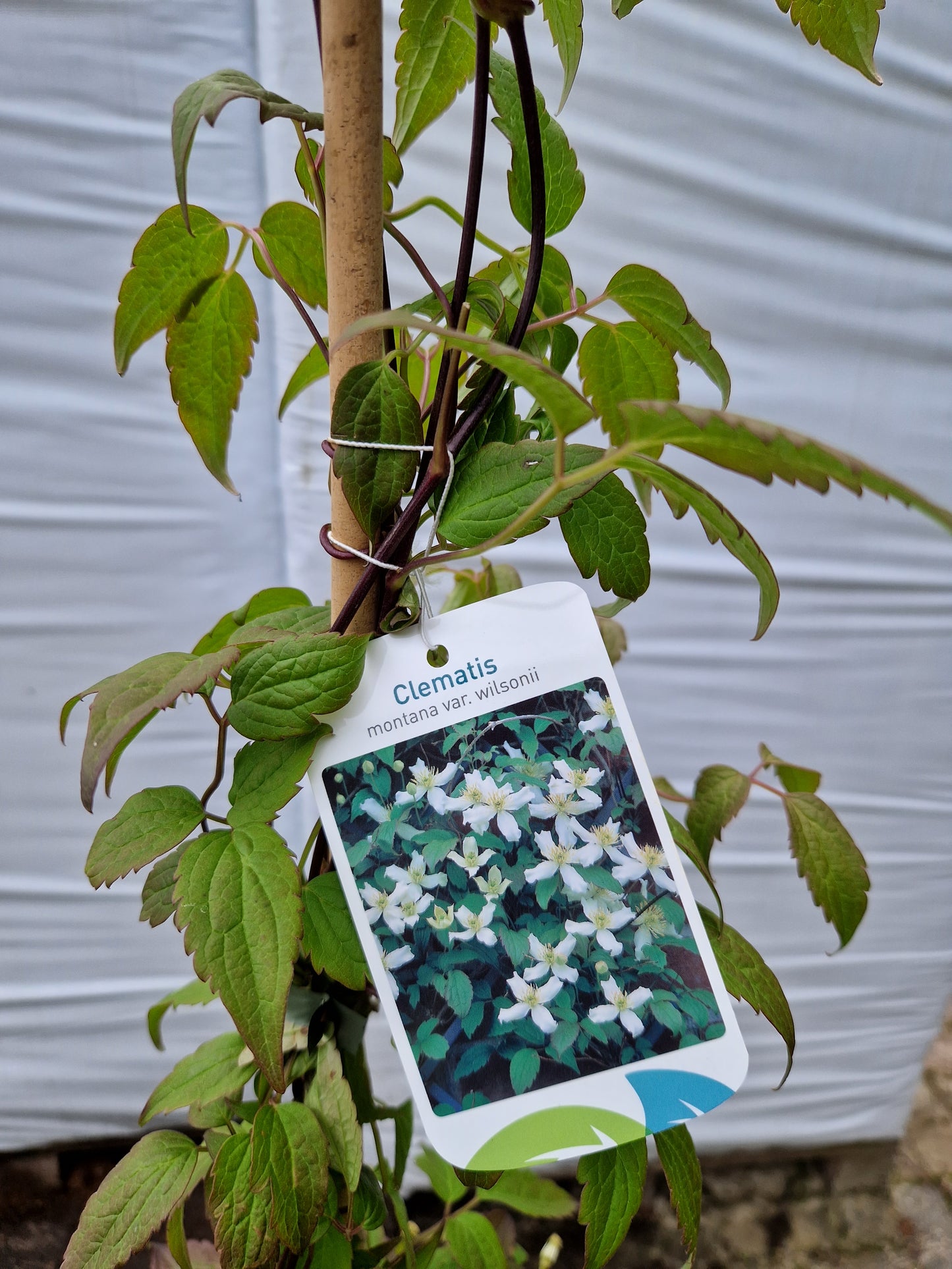 Clematis mont. wilsonnii 160-180cm klimplant