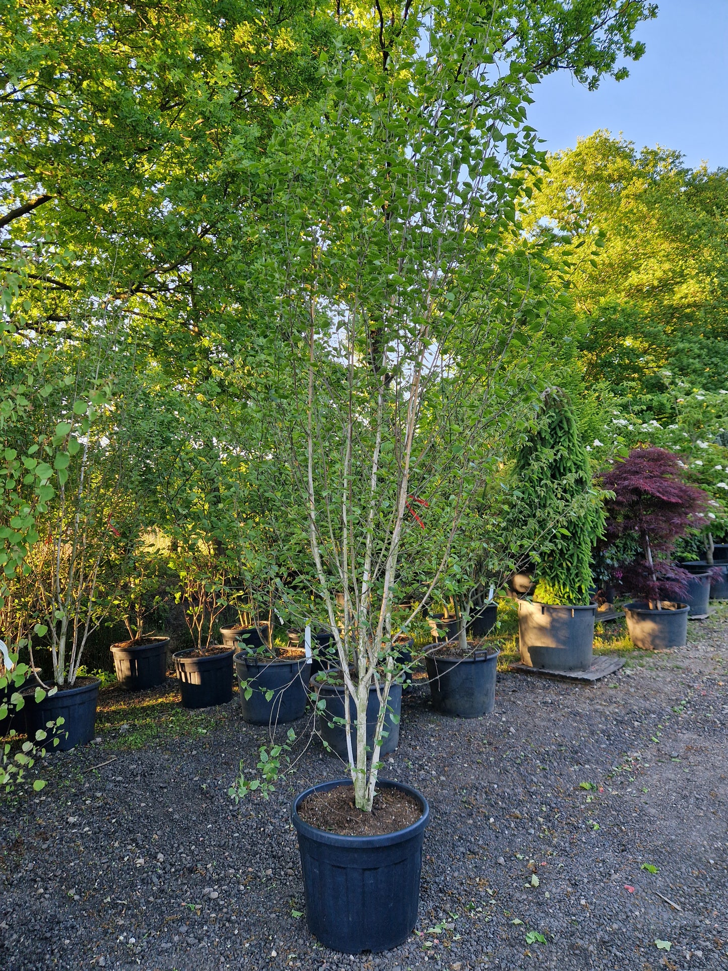 Betula utilis Doorenbos meerstammig