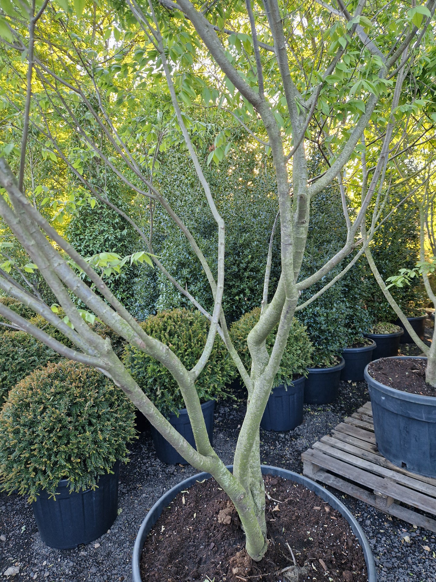 Zelkova Serrata meerstammig Japanse Iep 300-400cm