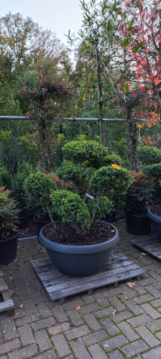 Ilex Crenata Convexa bonsai Japanse hulst in Sierpot