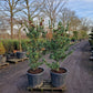 Pinus parviflora Glauca Japanse witte den 125-150 cm