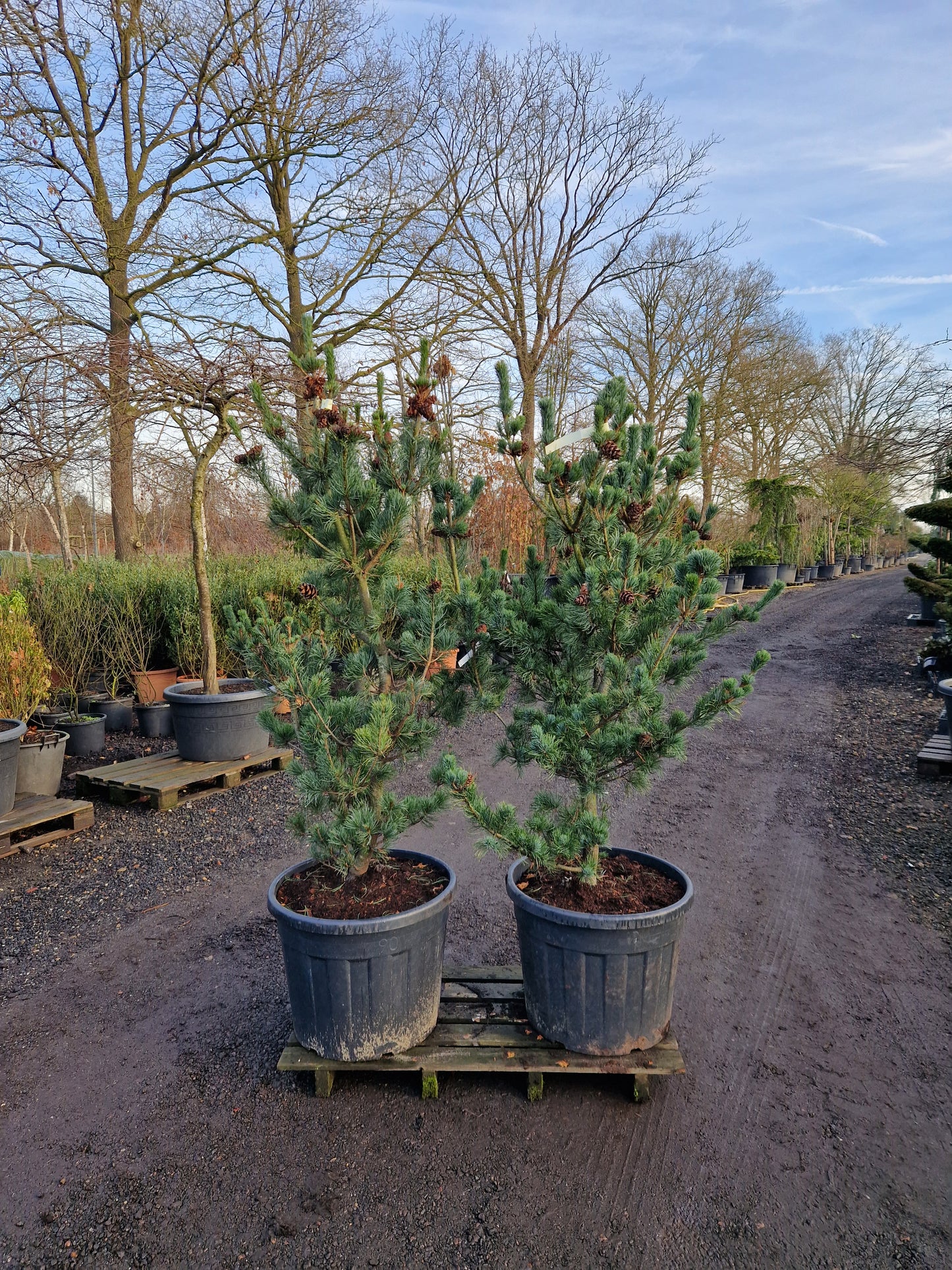 Pinus parviflora Glauca Japanse witte den 125-150 cm