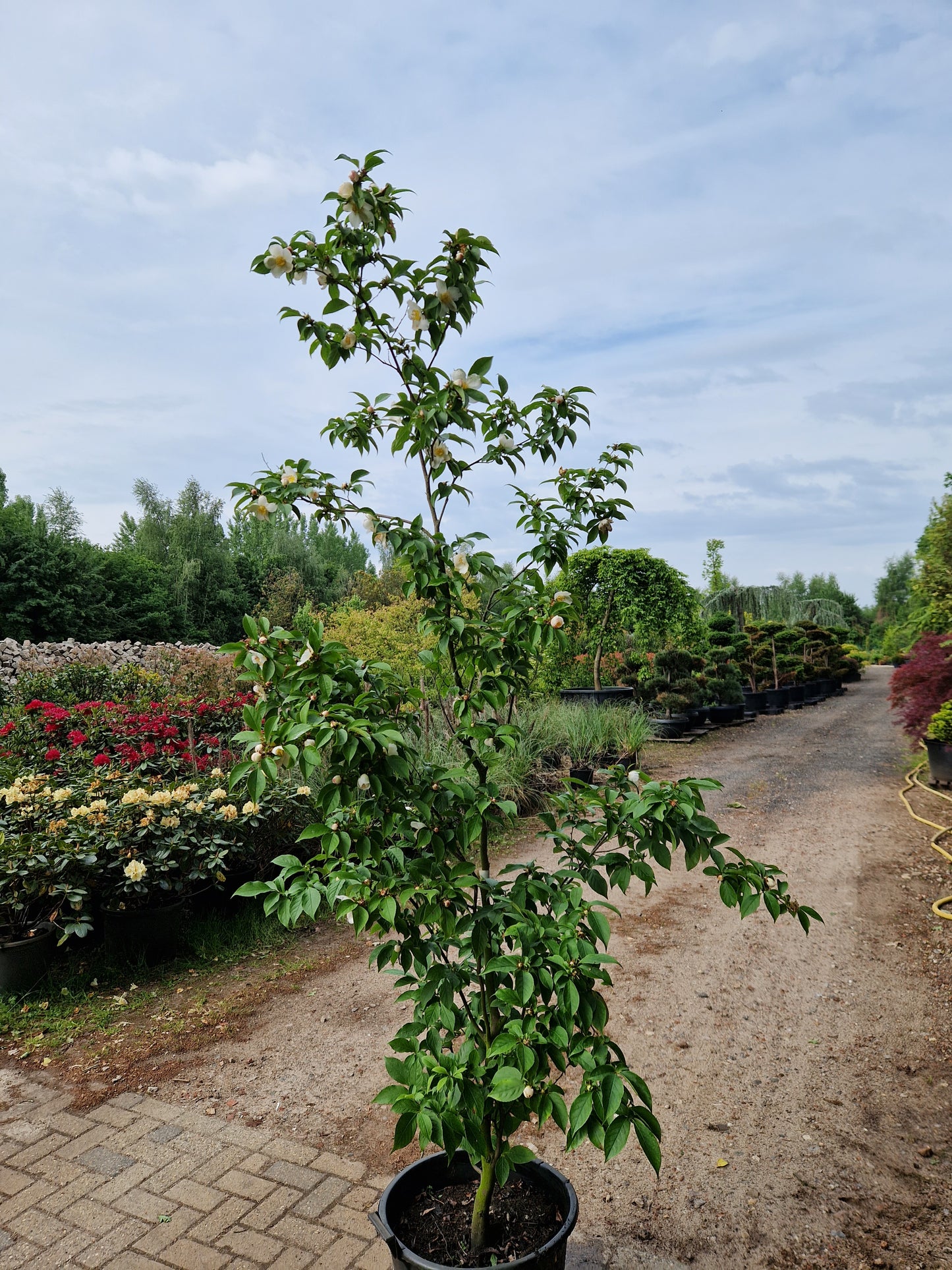 Stewartia Pseudocammelia schijncamelia