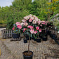 Rhododendron Wit roze Diktstammig 100cm op stam