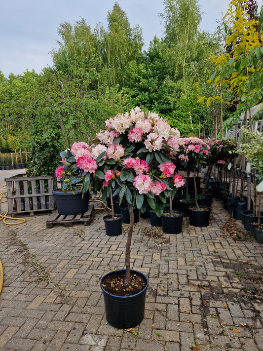 Rhododendron Wit roze Diktstammig 100cm op stam