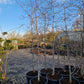 Cornus kousa Eddie's white wonder Grootbloemige kornoelje XXL