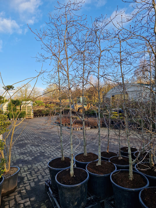 Cornus kousa Eddie's white wonder Grootbloemige kornoelje XXL