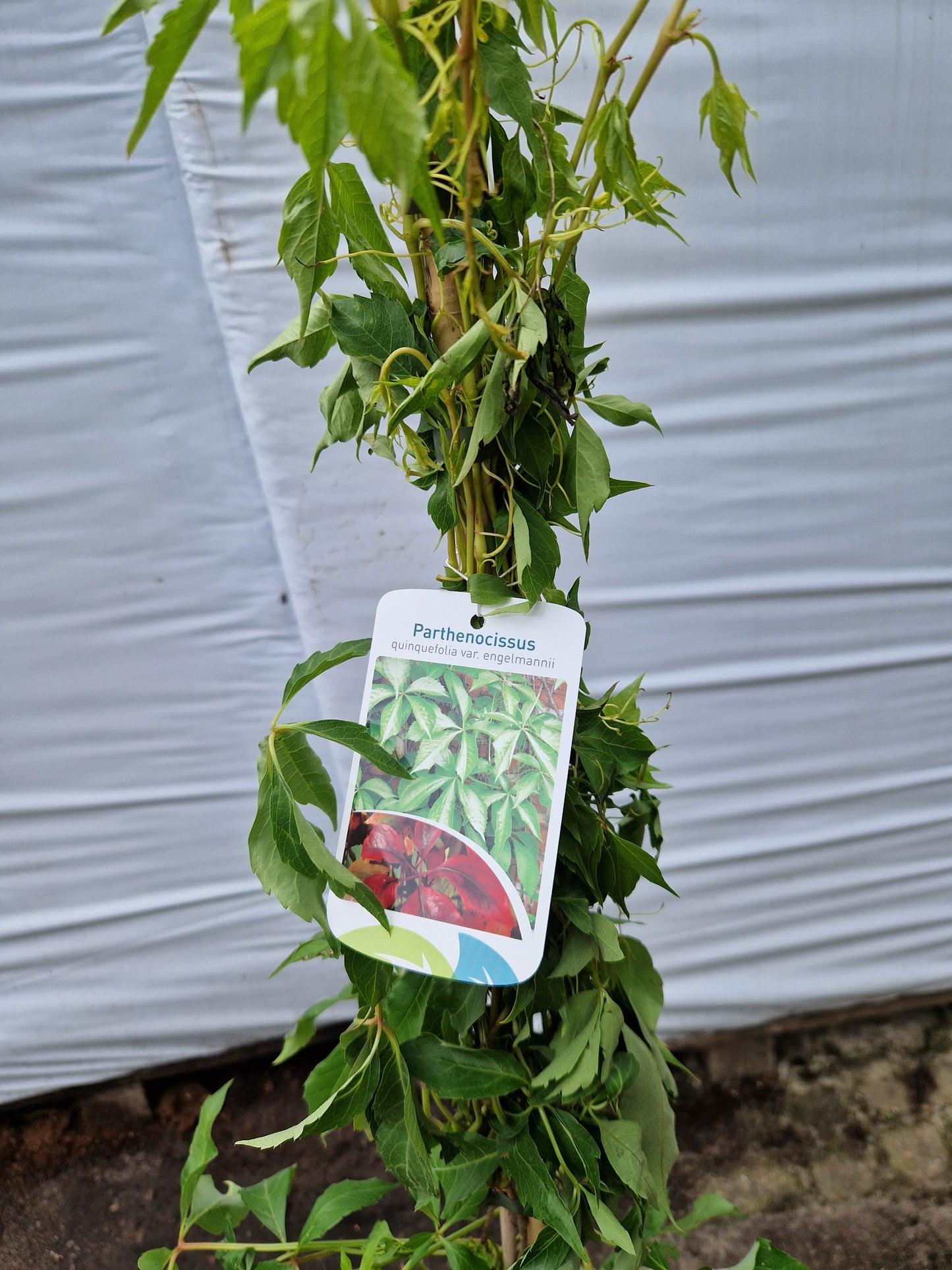 Parthenocissus quinq. engelmannii 160-180cm Klimplant