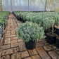 Lavendel XXL Munstead