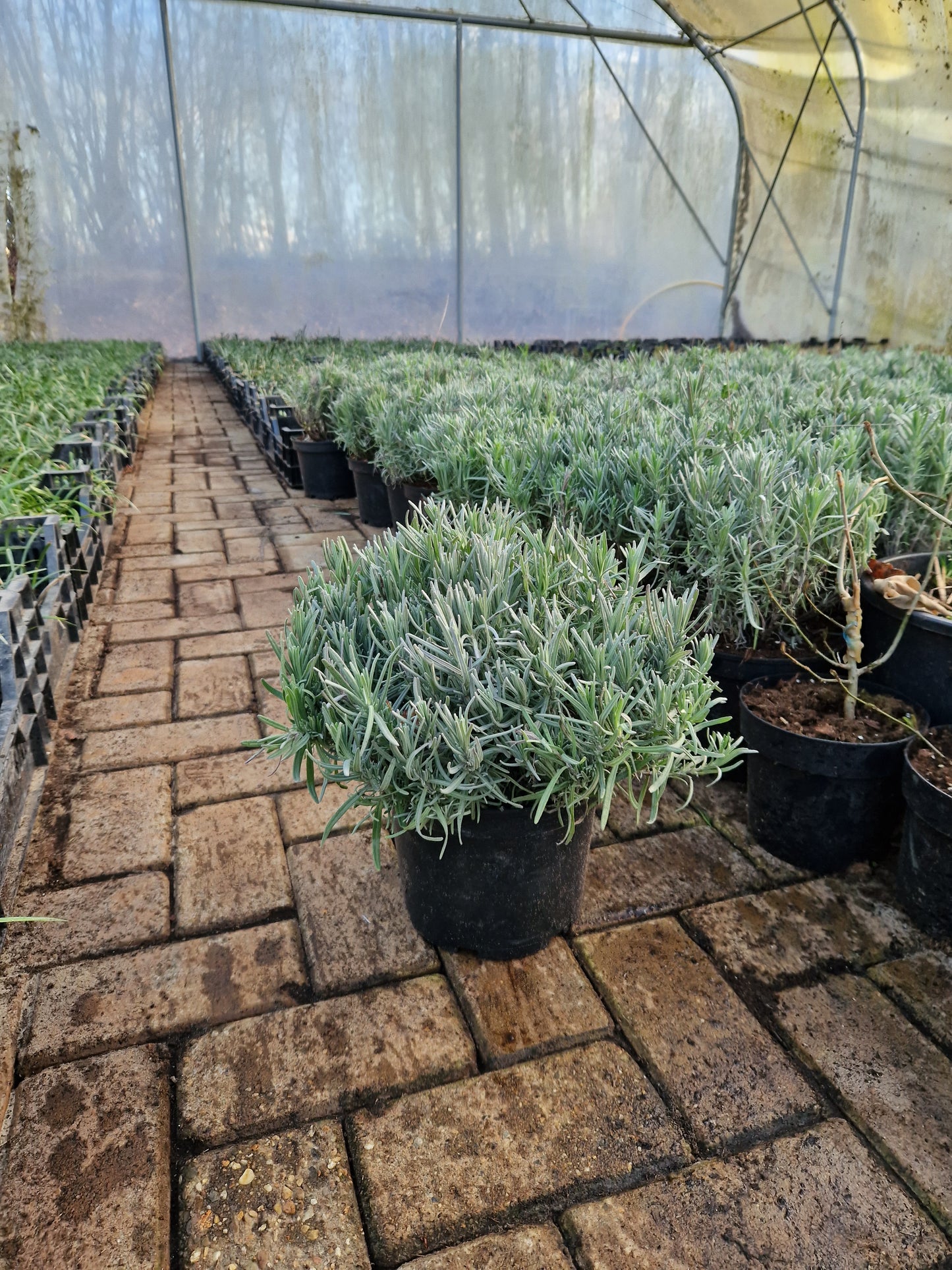 Lavendel XXL Munstead
