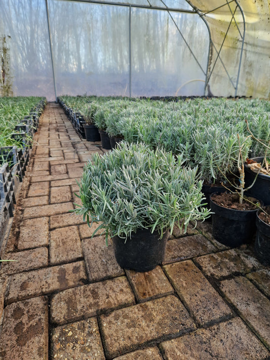 Lavendel XXL Munstead