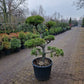 Pinus sylvestris Bonsai 1.7