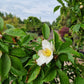 Stewartia Pseudocammelia schijncamelia
