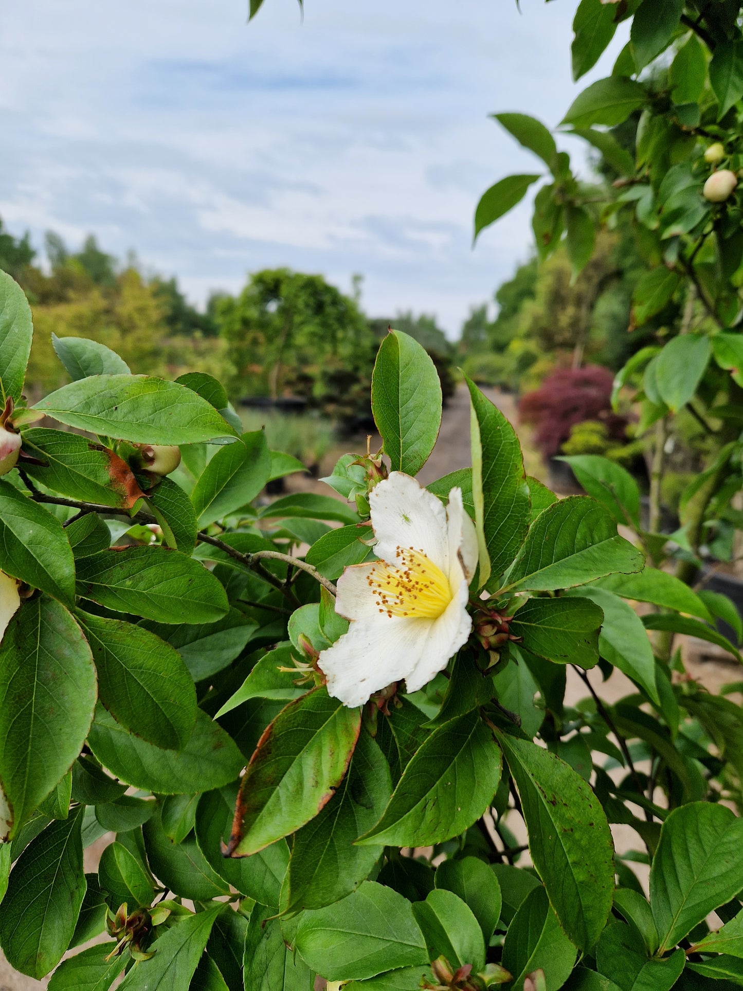 Stewartia Pseudocammelia schijncamelia