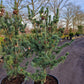 Pinus parviflora Glauca Japanse witte den 125-150 cm