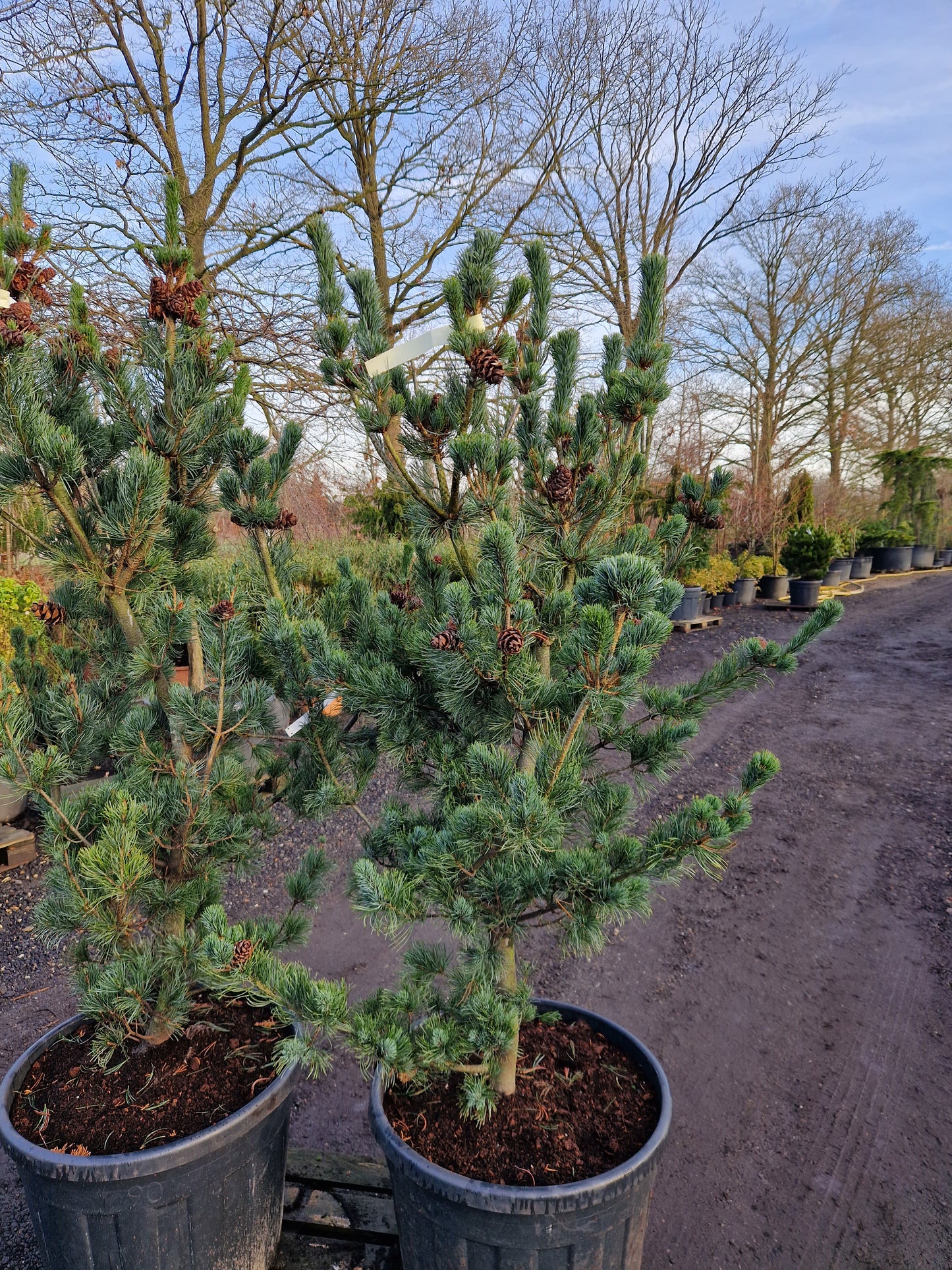 Pinus parviflora Glauca Japanse witte den 125-150 cm