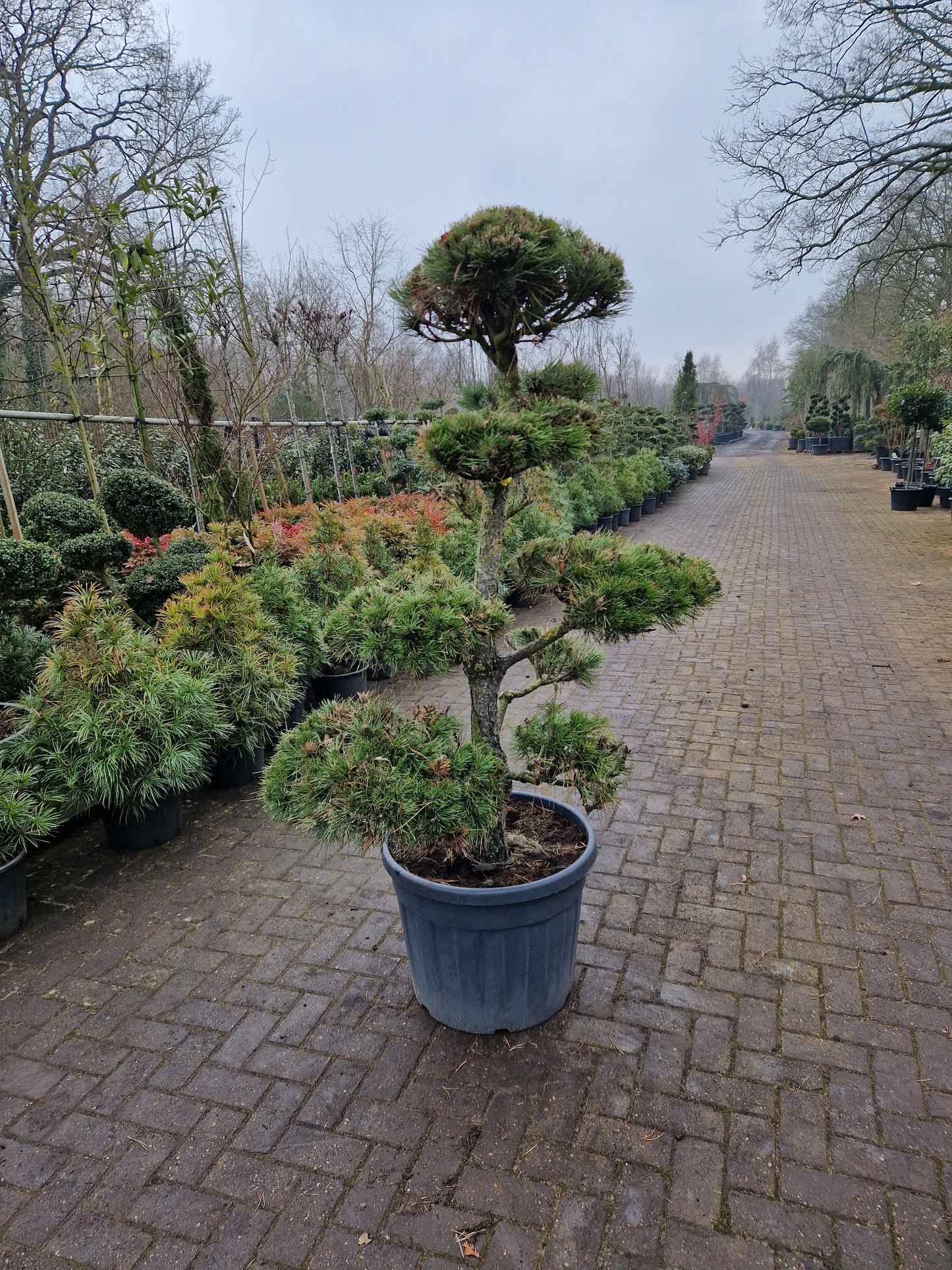 Pinus sylvestris Bonsai 1.4
