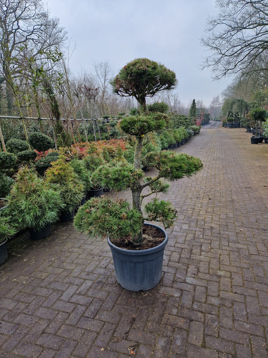 Pinus sylvestris Bonsai 1.4