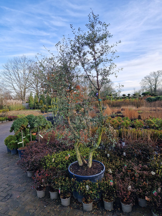 Quercus suber kurkeik meerstam XXL