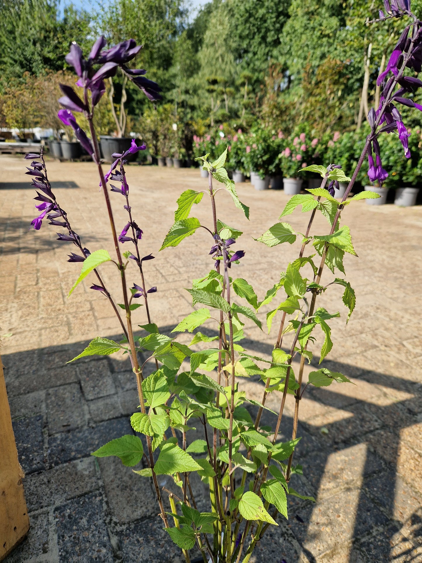Salvia Amistad C2